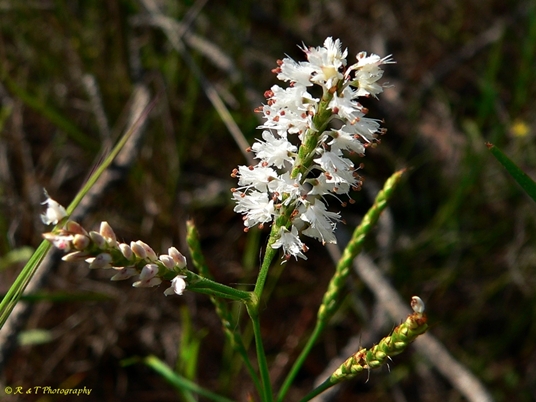 {Polygonum fimbriatum}